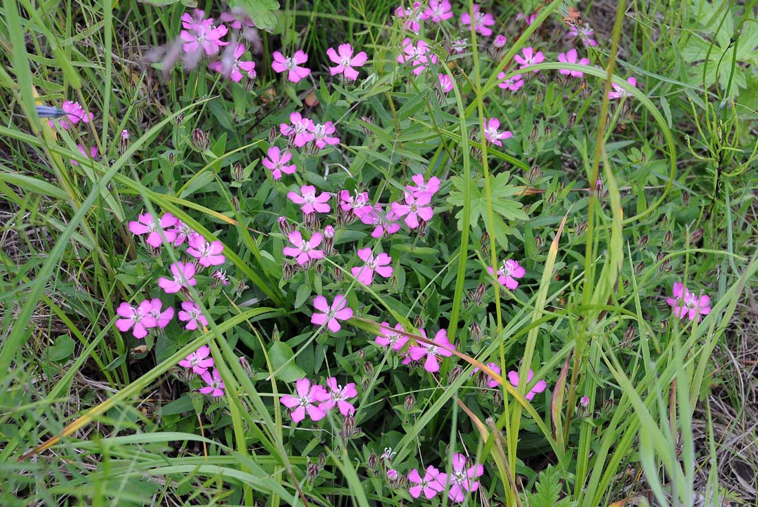 Изображение особи Lychnis ajanensis.