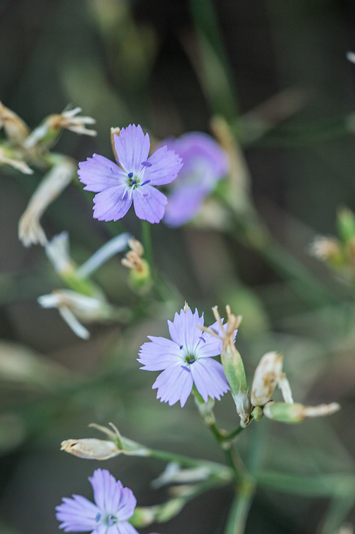 Изображение особи Dianthus pallens.