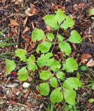 Paeonia caucasica