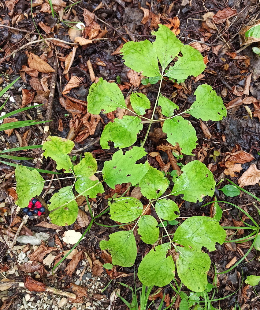 Изображение особи Paeonia caucasica.