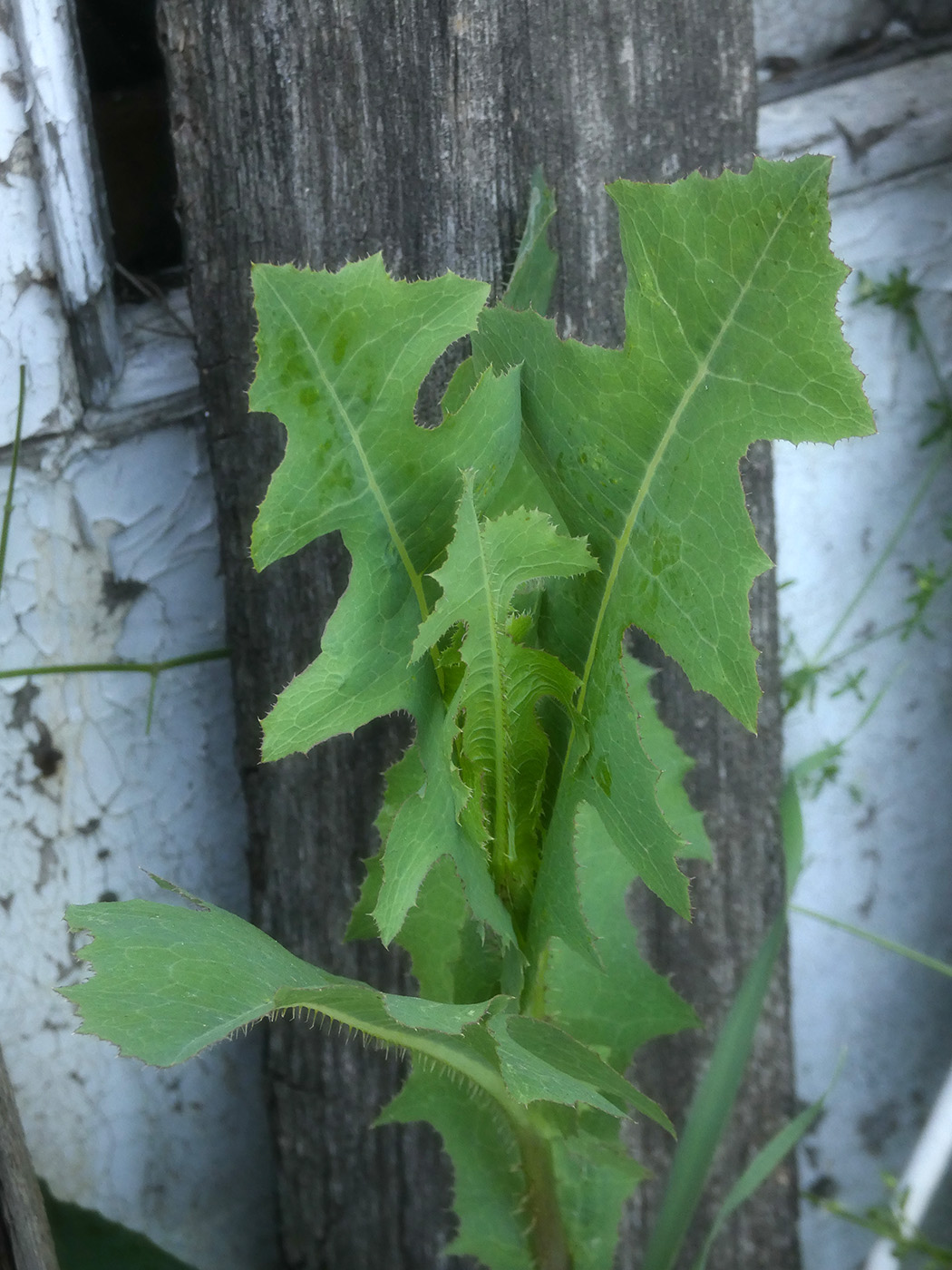 Изображение особи Lactuca serriola.