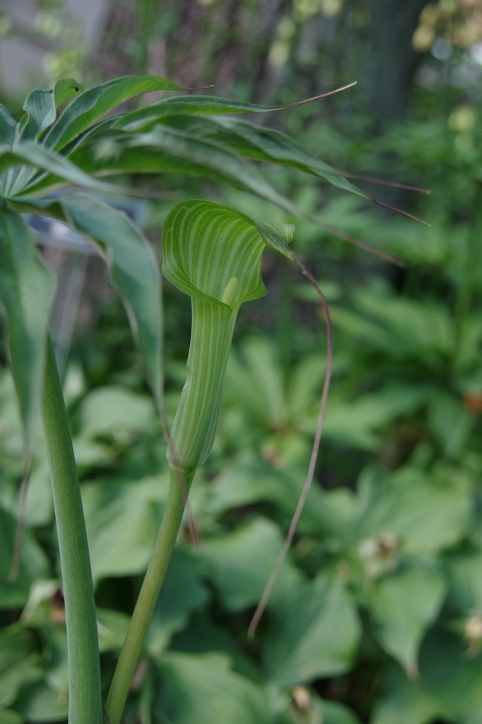 Изображение особи Arisaema consanguineum.