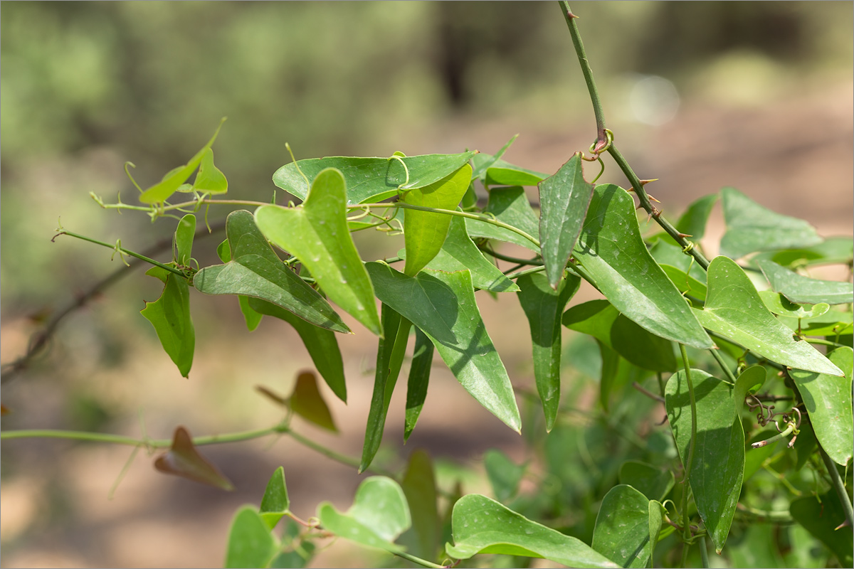 Изображение особи Smilax aspera.