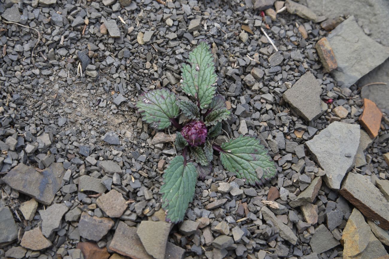 Image of Scrophularia minima specimen.