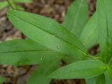 Aegonychon purpureocaeruleum