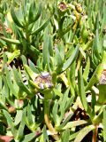 Carpobrotus edulis. Побеги с созревающими плодами. Испания, автономное сообщество Галисия, провинция А-Корунья, г. А-Корунья, луговина на Атлантическом побережье. Июль.