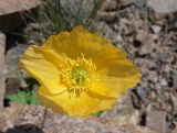 Papaver croceum