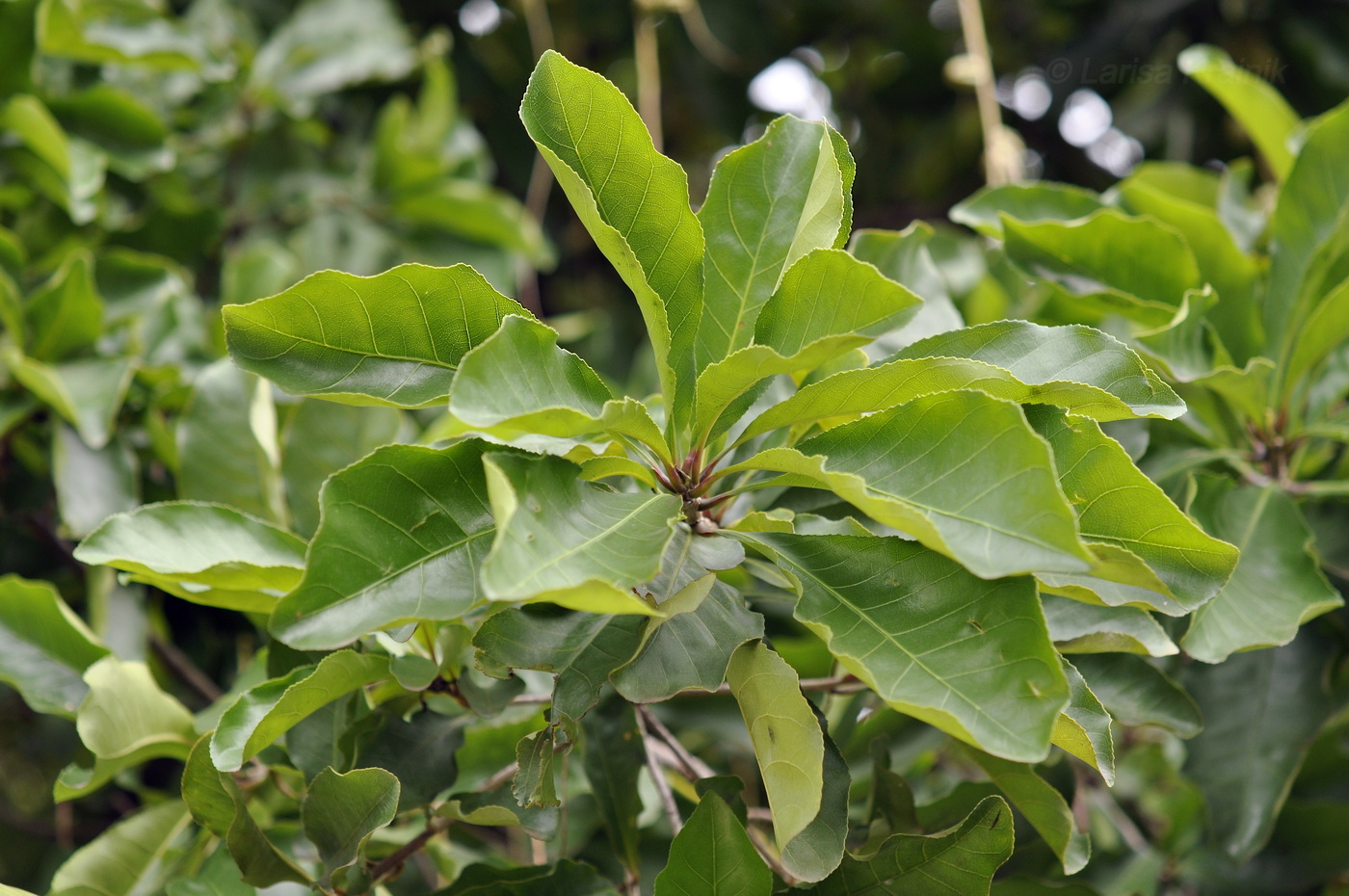 Image of Barringtonia acutangula specimen.