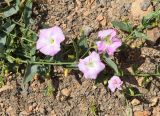 Convolvulus arvensis