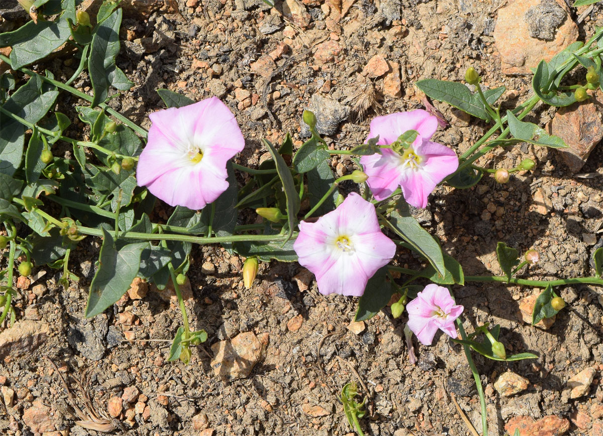 Image of Convolvulus arvensis specimen.