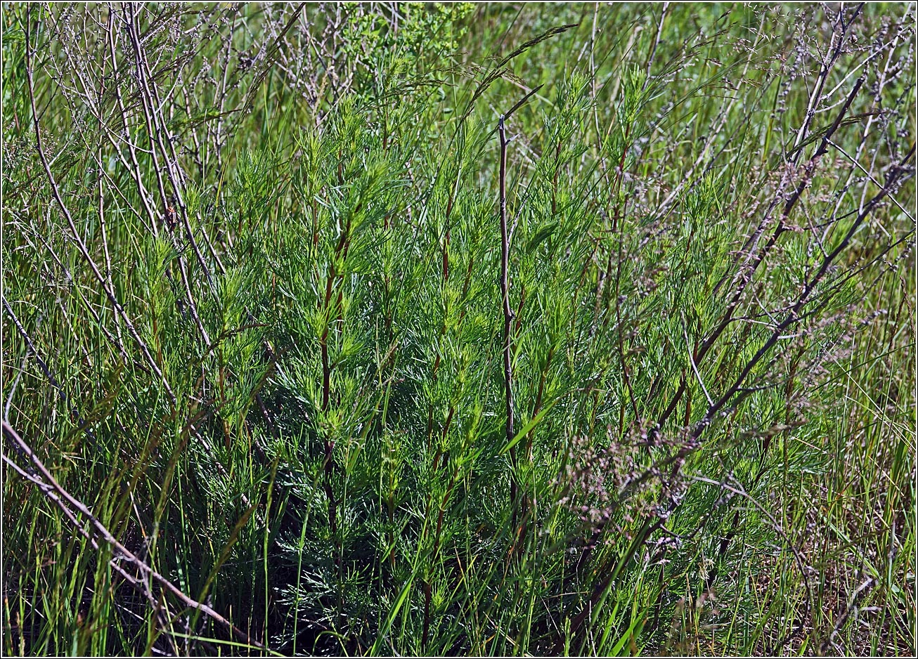 Изображение особи Artemisia campestris.