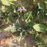 Erodium laciniatum