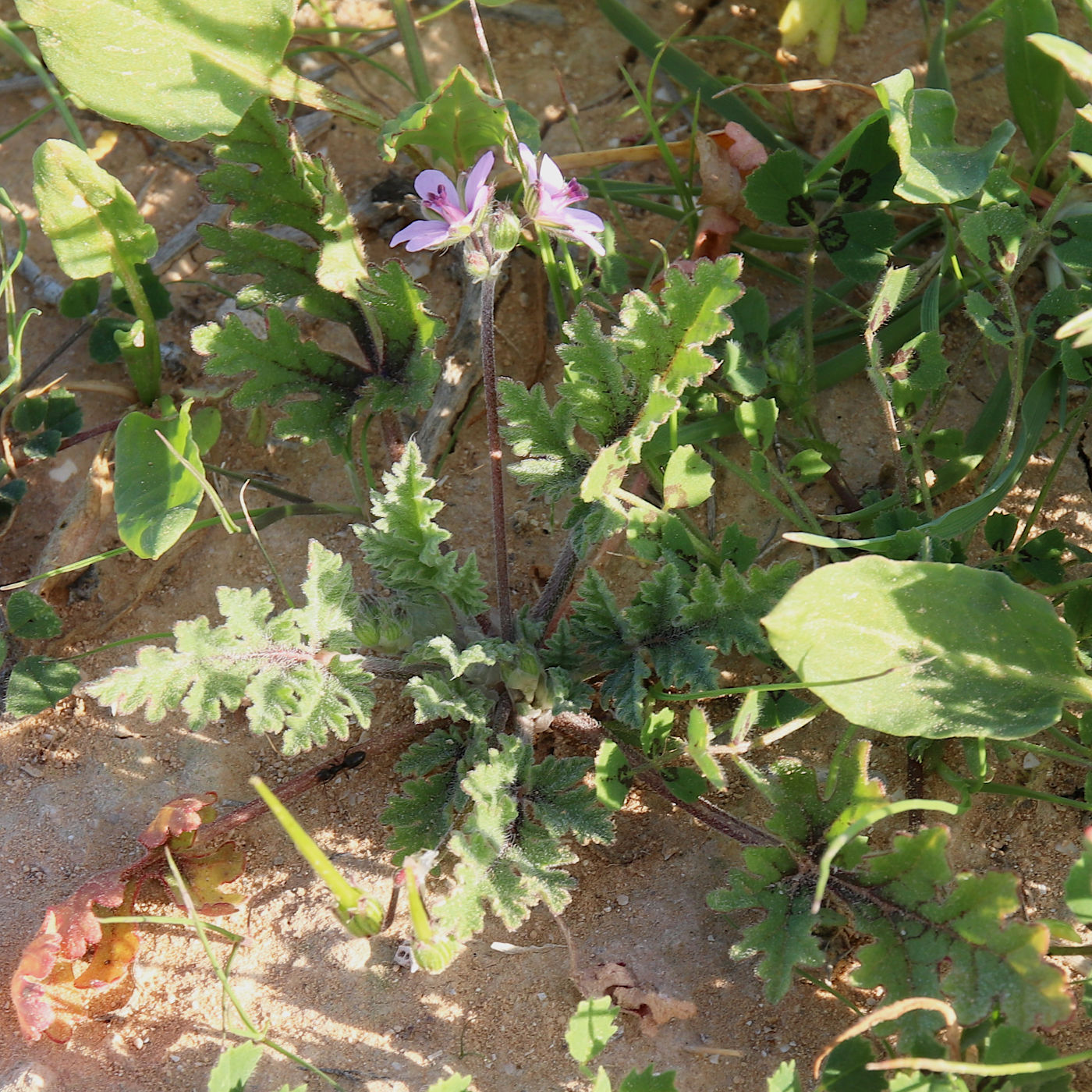 Image of Erodium laciniatum specimen.