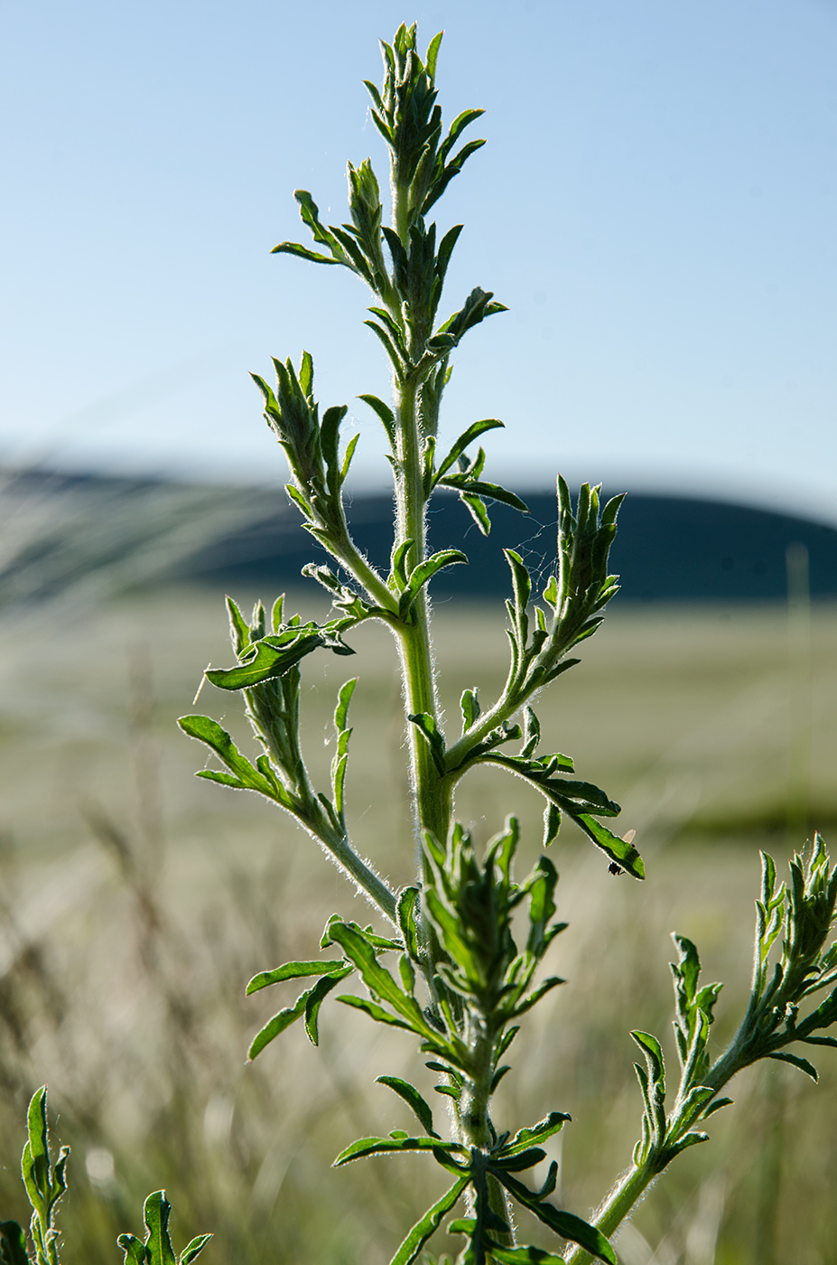 Изображение особи род Centaurea.