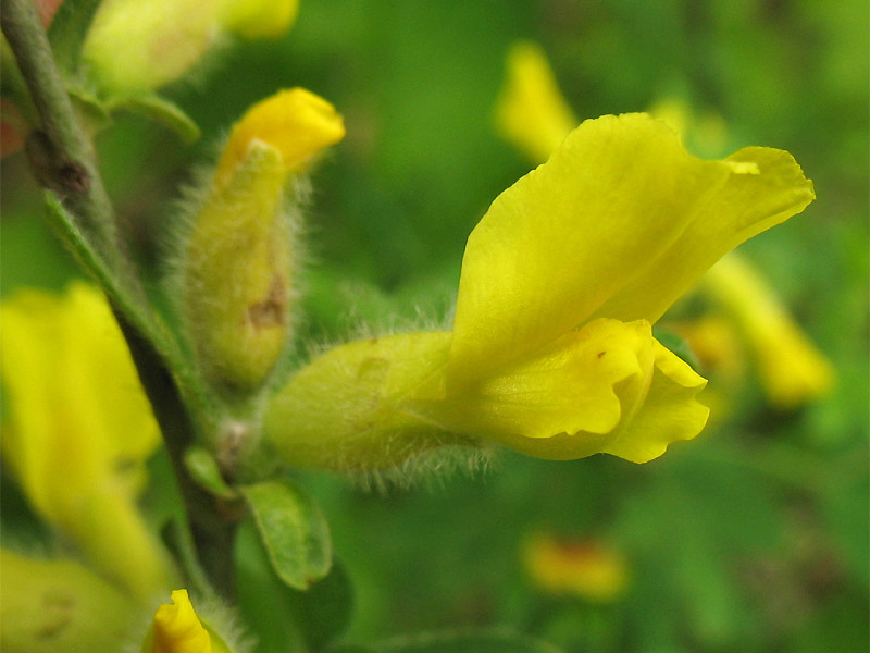 Image of Chamaecytisus hirsutus specimen.