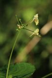 Impatiens parviflora. Соцветие с цветками и бутонами. Ленинградская обл., Кингисеппский р-н, окр. дер. Урмизно, мыс Дубовский, травяной смешанный лес с участием Quercus robur. 08.09.2024.