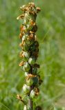 genus Pedicularis