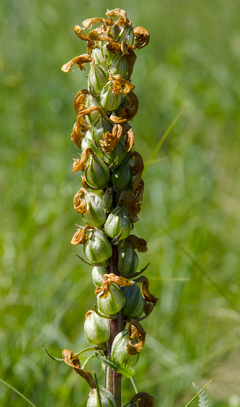 Image of genus Pedicularis specimen.