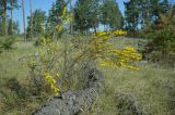 View full-size image Chamaecytisus borysthenicus