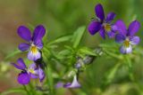 Смотреть изображение Viola tricolor