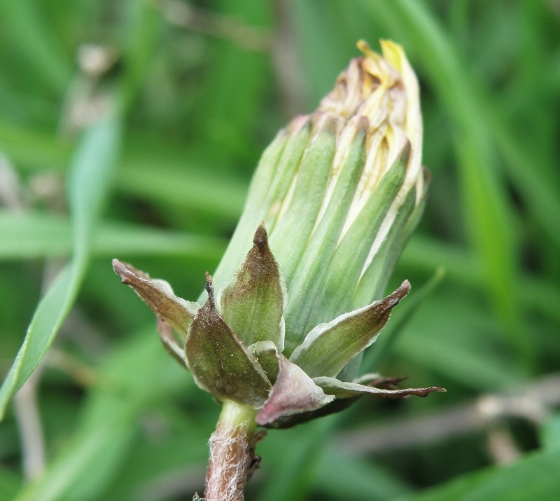 Image of Taraxacum tortilobum specimen.