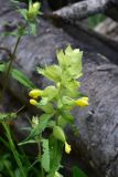 View full-size image genus Rhinanthus