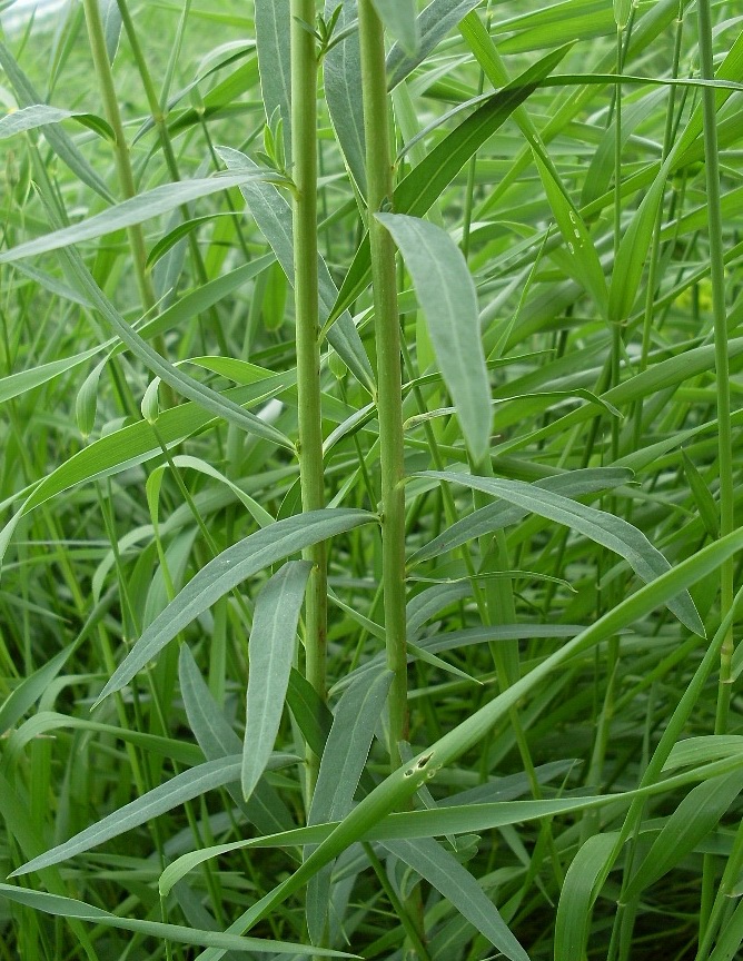 Image of Euphorbia virgata specimen.