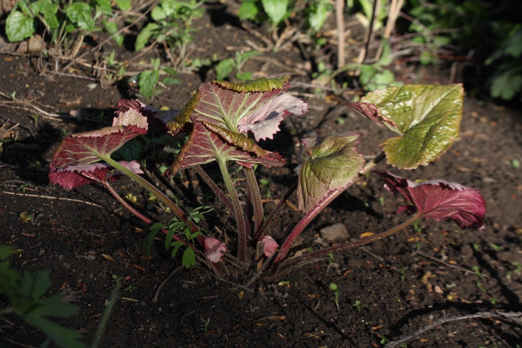 Image of Ligularia dentata specimen.