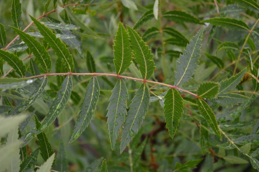 Image of Xanthoceras sorbifolium specimen.