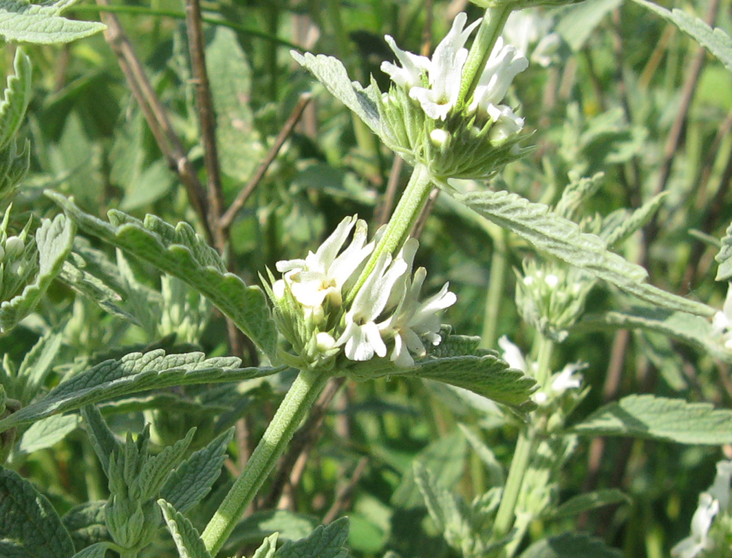 Image of Marrubium praecox specimen.