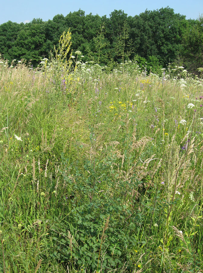 Image of Thalictrum minus specimen.