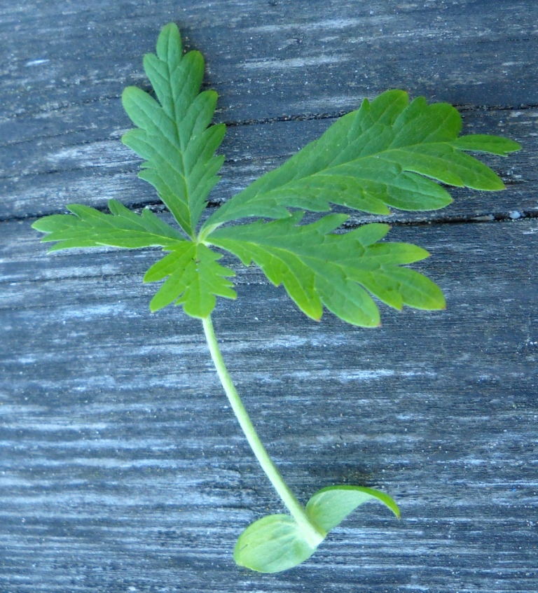 Image of Potentilla intermedia specimen.