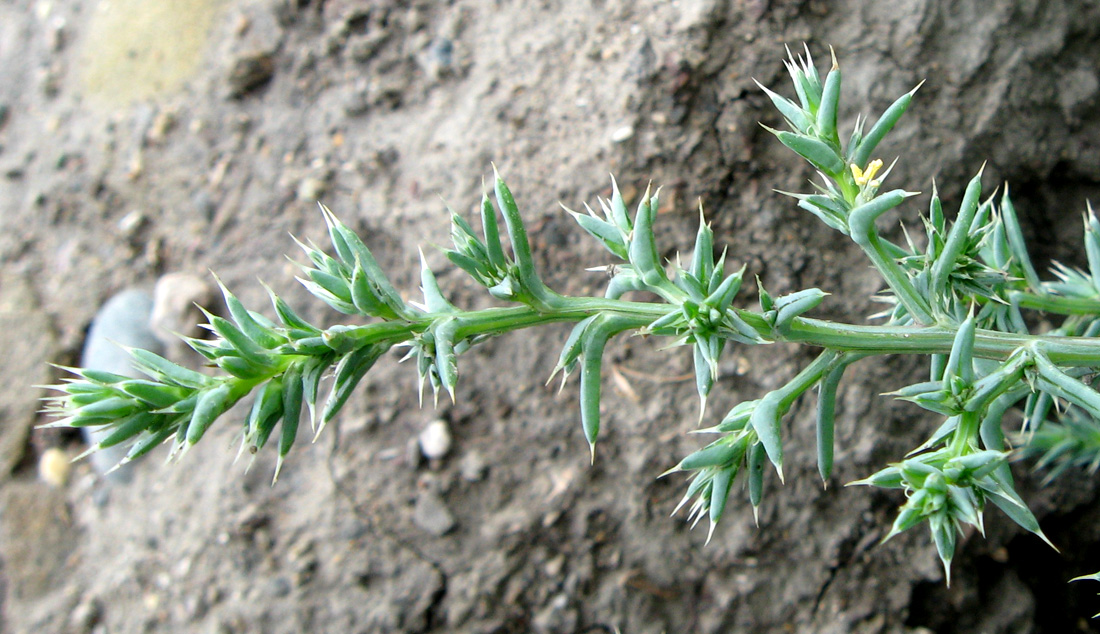 Image of Salsola pontica specimen.