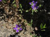 Campanula rhodensis. Цветущее растение. Греция, остров Родос, Родосская крепость, на каменной стене. 8 мая 2011 г.