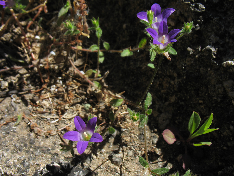 Image of Campanula rhodensis specimen.