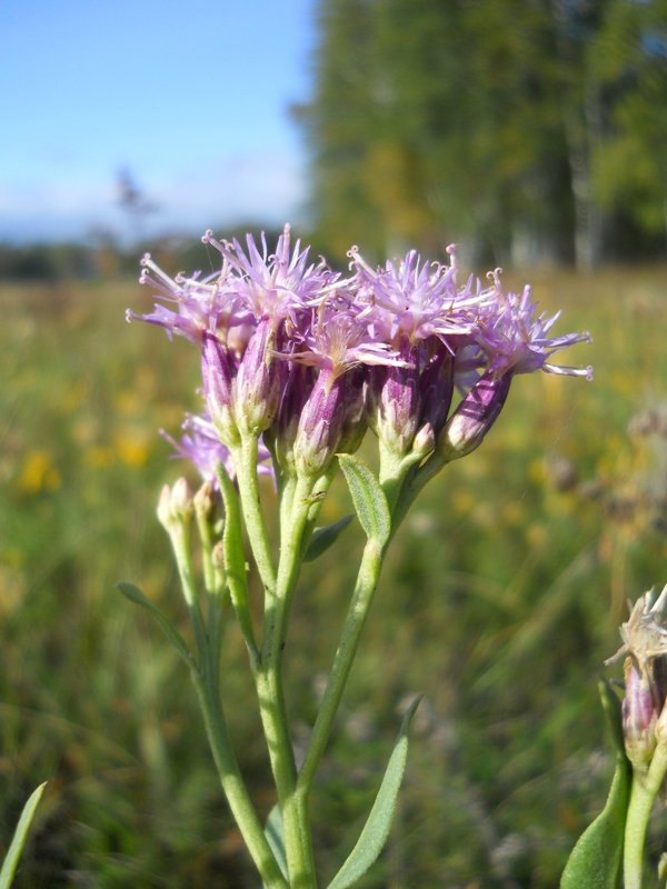 Image of Saussurea salsa specimen.