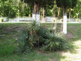 Yucca gloriosa. Отцветшие растения на газоне у дороги. Абхазия, Гудаутский р-н, г. Новый Афон, набережная. 19 июля 2008 г.