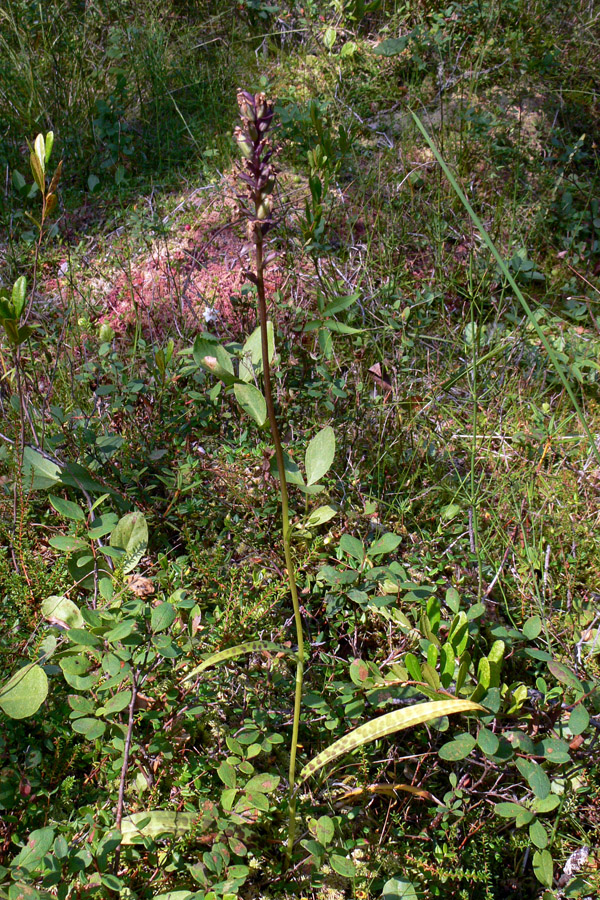 Image of Dactylorhiza fuchsii specimen.