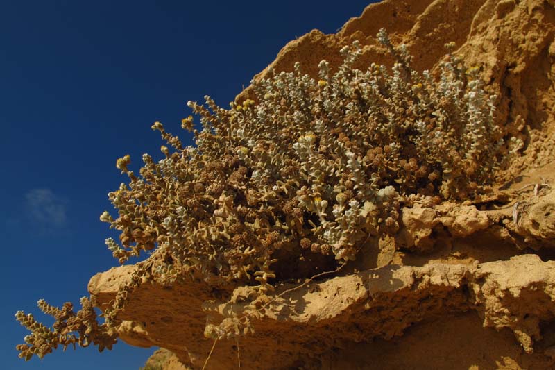 Image of Otanthus maritimus specimen.