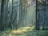 Betula pendula. Стволы берёз в смешанном лесу. Московская обл., Раменский р-н, окрестности д. Хрипань. 03.05.2004.