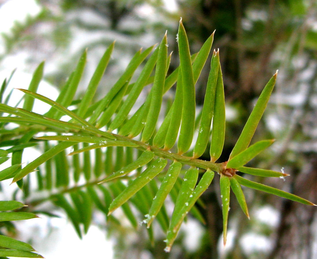 Image of Torreya nucifera specimen.