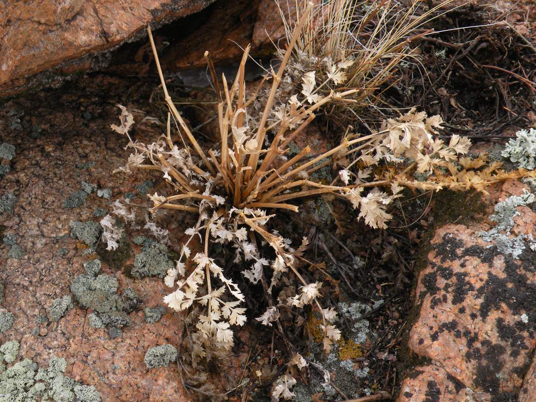 Image of Seseli buchtormense specimen.