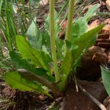 Taraxacum ostenfeldii. Прикорневые листья и основания цветоносных побегов. Свердловская обл., окр. г. Североуральск, правый берег канала Дублёр, известняковая осыпь по склону. 03.06.2011.