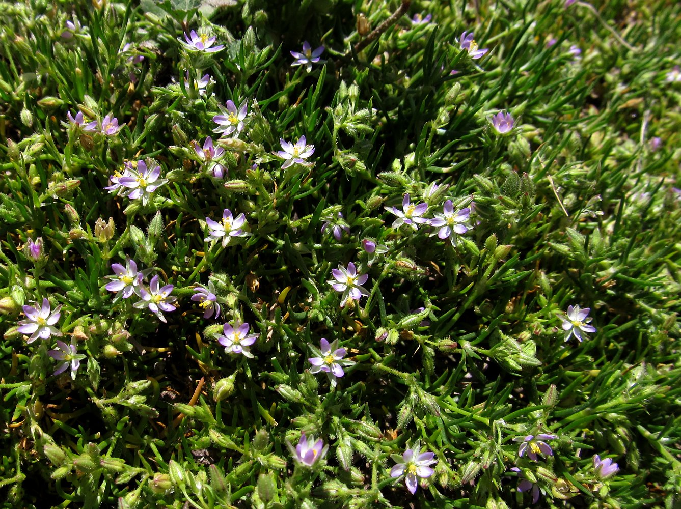 Image of Spergularia rubra specimen.