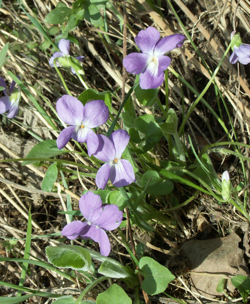 Image of Viola hirta specimen.