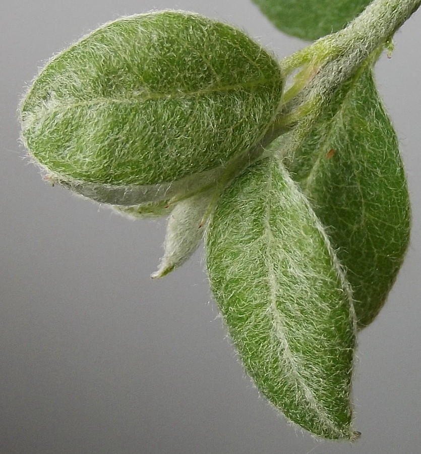 Image of genus Cotoneaster specimen.