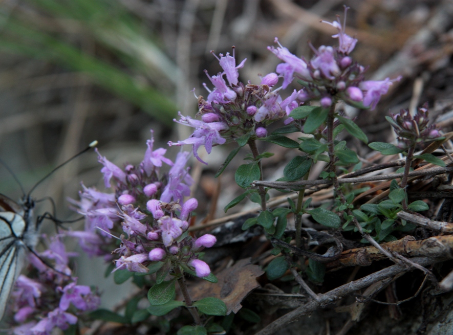 Image of Thymus binervulatus specimen.