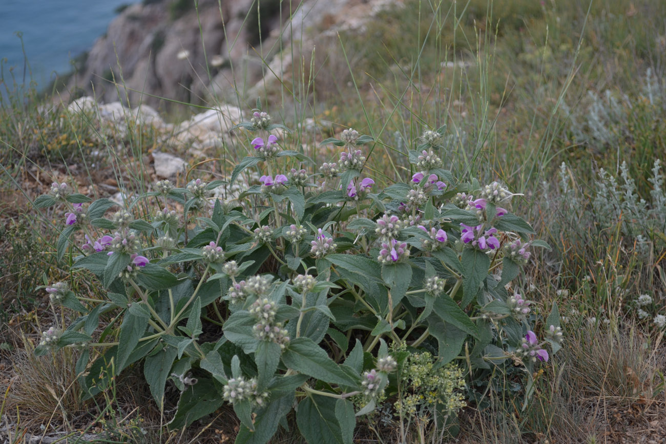 Image of Phlomis taurica specimen.