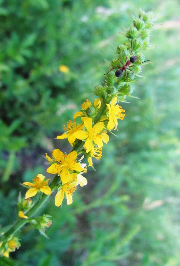 Image of Agrimonia pilosa specimen.