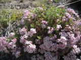 Asperula abchasica. Цветущее растение. Кабардино-Балкария, долина р. Кала-Кулак, урочище Джилы-Су, ≈ 2400 м н.у.м. 22.07.2012.